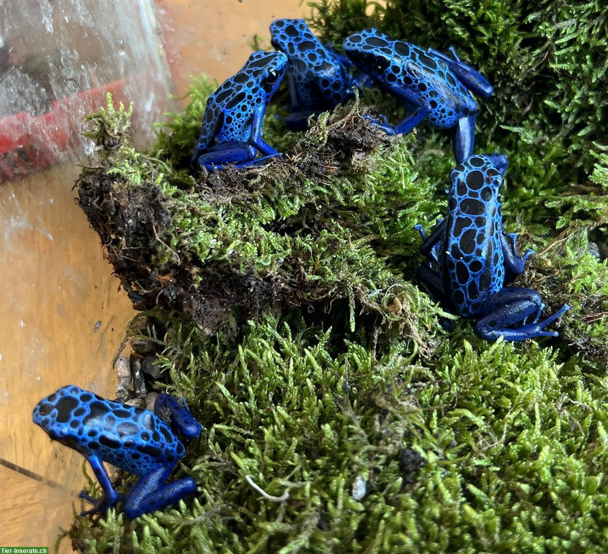 Dendrobates Tinctorius Azureus abzugeben