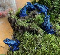Dendrobates Tinctorius Azureus abzugeben