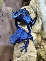 Biete Dendrobates tinctorius azureus CH NZ
