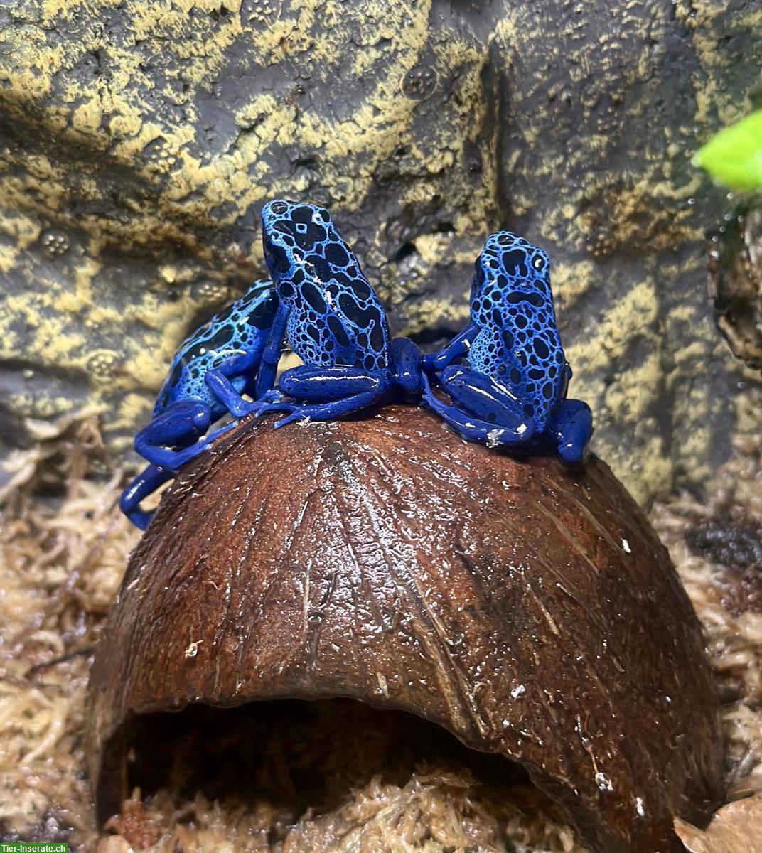 Bild 2: Biete Dendrobates tinctorius azureus CH NZ