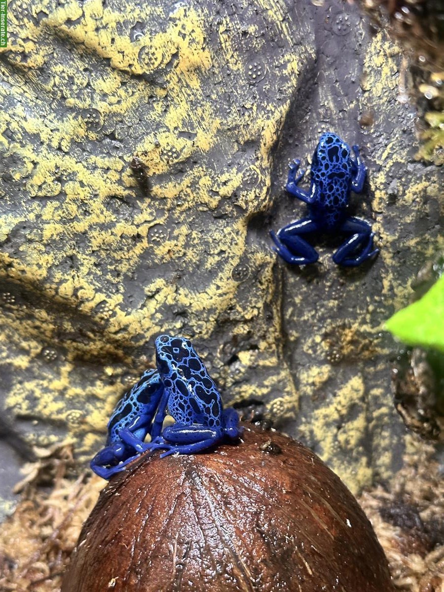 Bild 3: Biete Dendrobates tinctorius azureus CH NZ