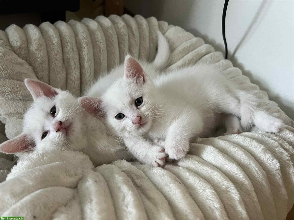 2 süsse weisse Kätzchen suchen ein Zuhause