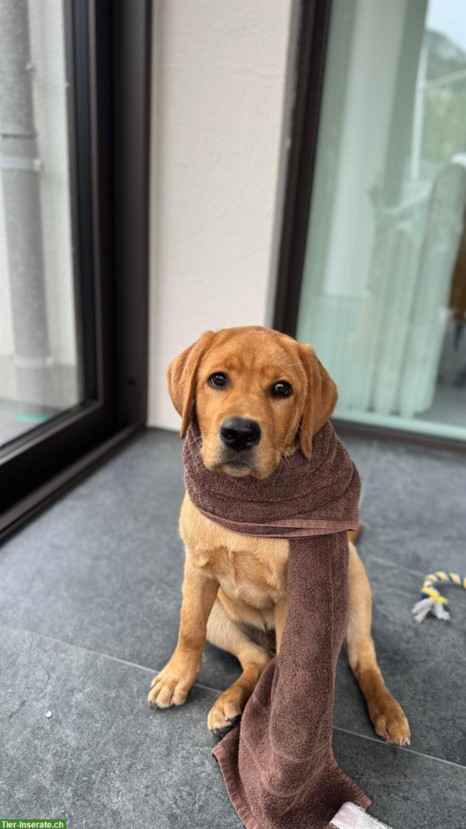 Reinrassiger Labrador Rüde zu verkaufen