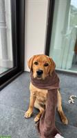 Reinrassiger Labrador Rüde zu verkaufen
