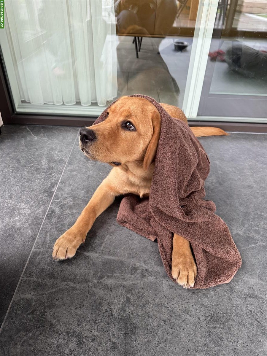 Bild 2: Reinrassiger Labrador Rüde zu verkaufen
