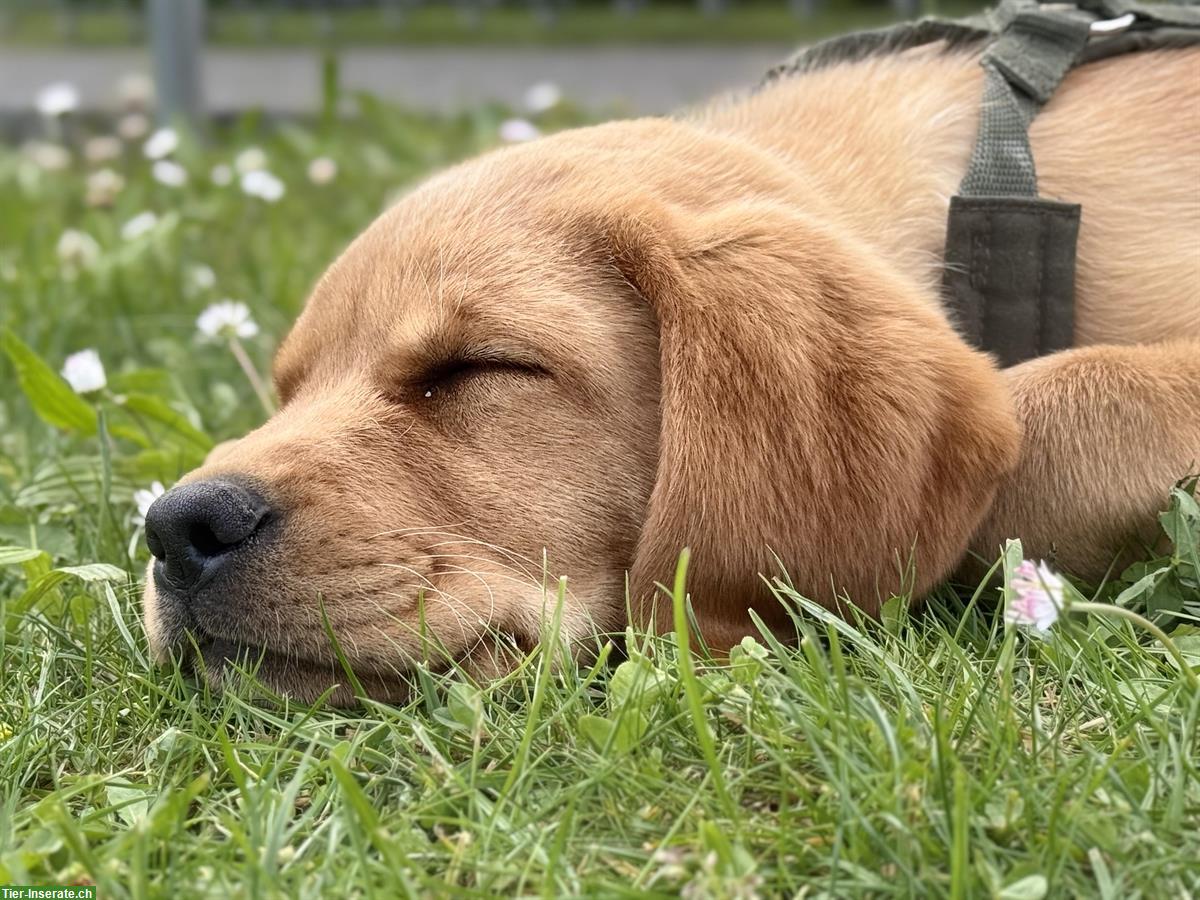 Bild 3: Reinrassiger Labrador Rüde zu verkaufen