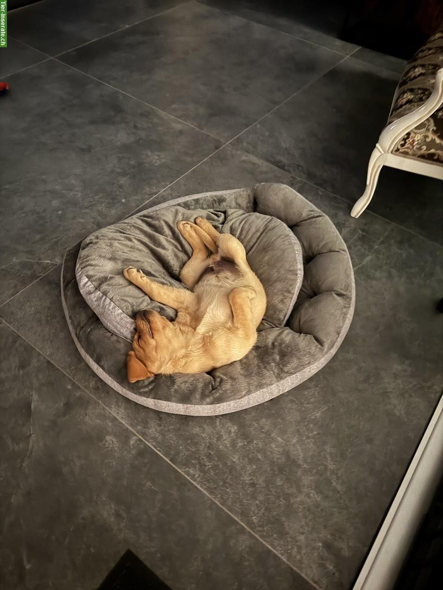 Bild 4: Reinrassiger Labrador Rüde zu verkaufen