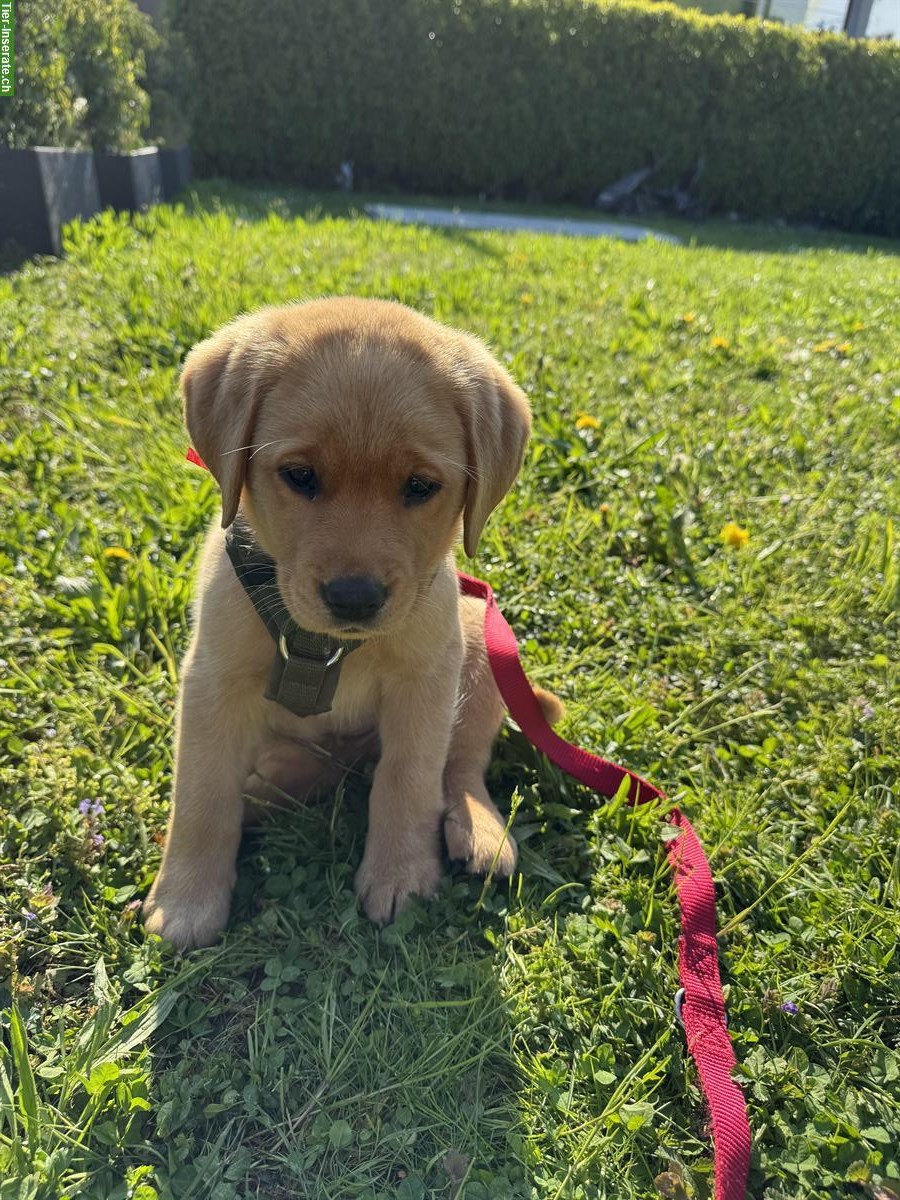 Bild 5: Reinrassiger Labrador Rüde zu verkaufen