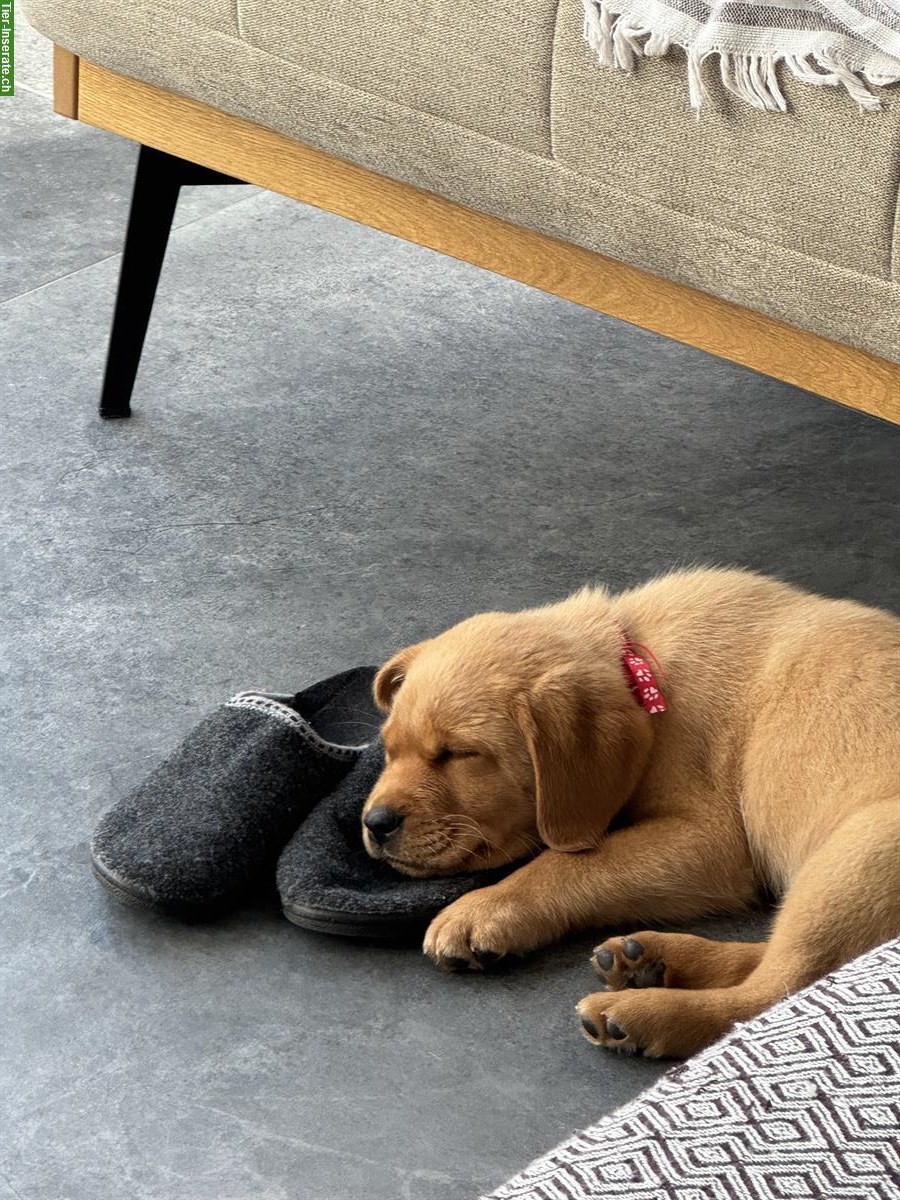 Bild 6: Reinrassiger Labrador Rüde zu verkaufen