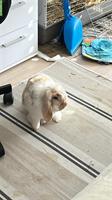 2 Year old bunny to give away | 2-jähriges Kaninchen abzugeben