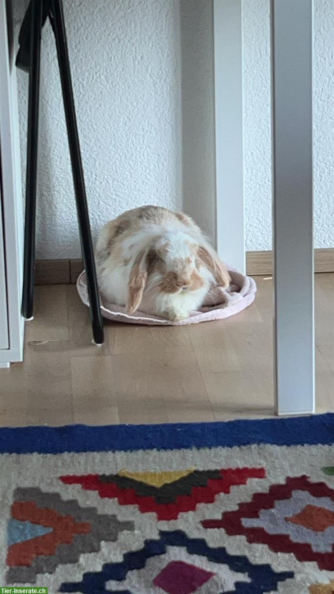 Bild 2: 2 Year old bunny to give away | 2-jähriges Kaninchen abzugeben