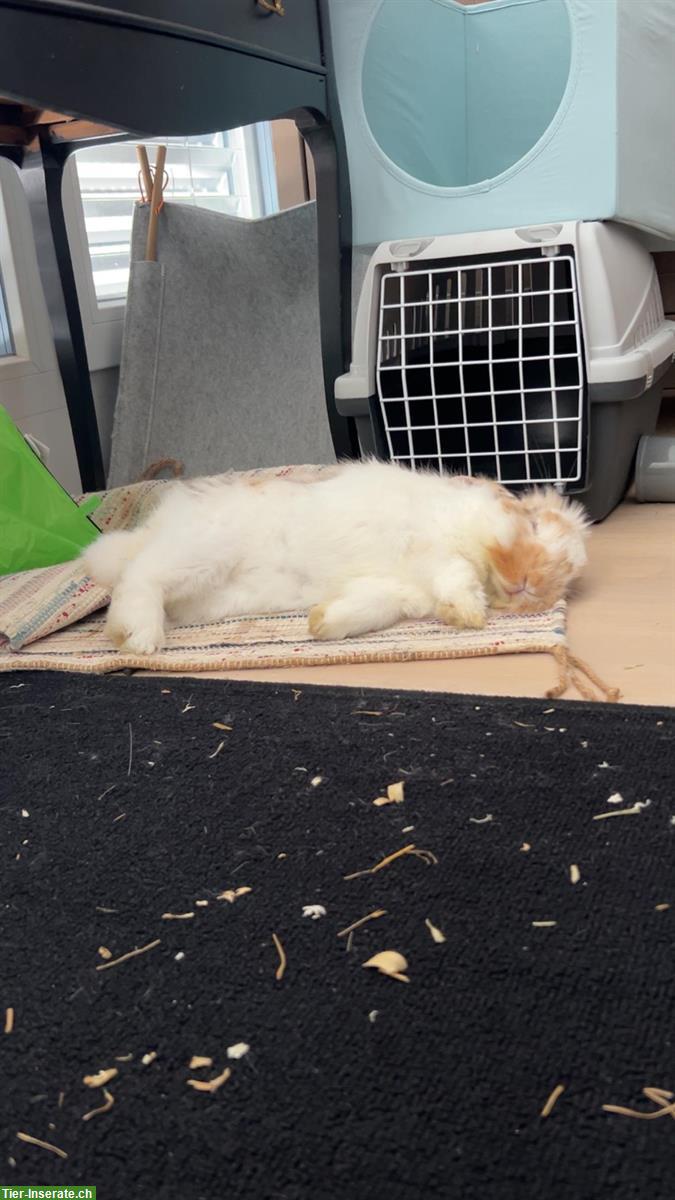 Bild 3: 2 Year old bunny to give away | 2-jähriges Kaninchen abzugeben