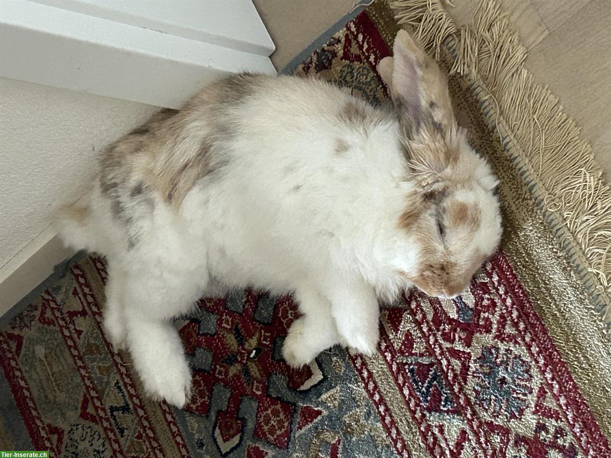 Bild 4: 2 Year old bunny to give away | 2-jähriges Kaninchen abzugeben
