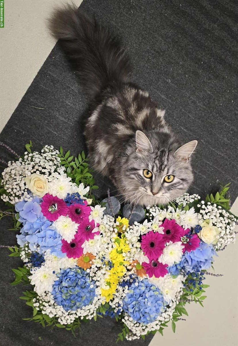 Zuverlässige Katzensitterin GESUCHT