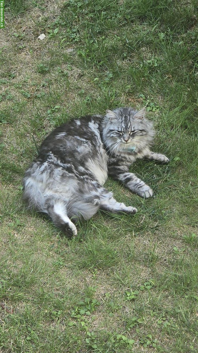Bild 2: Zuverlässige Katzensitterin GESUCHT