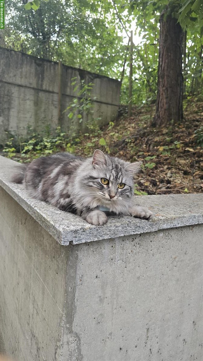 Bild 3: Zuverlässige Katzensitterin GESUCHT