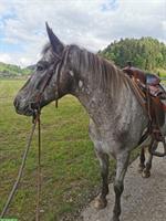 Westernfreizeit Tigerscheck-Pony Stute sucht Lebensplatz 🌸