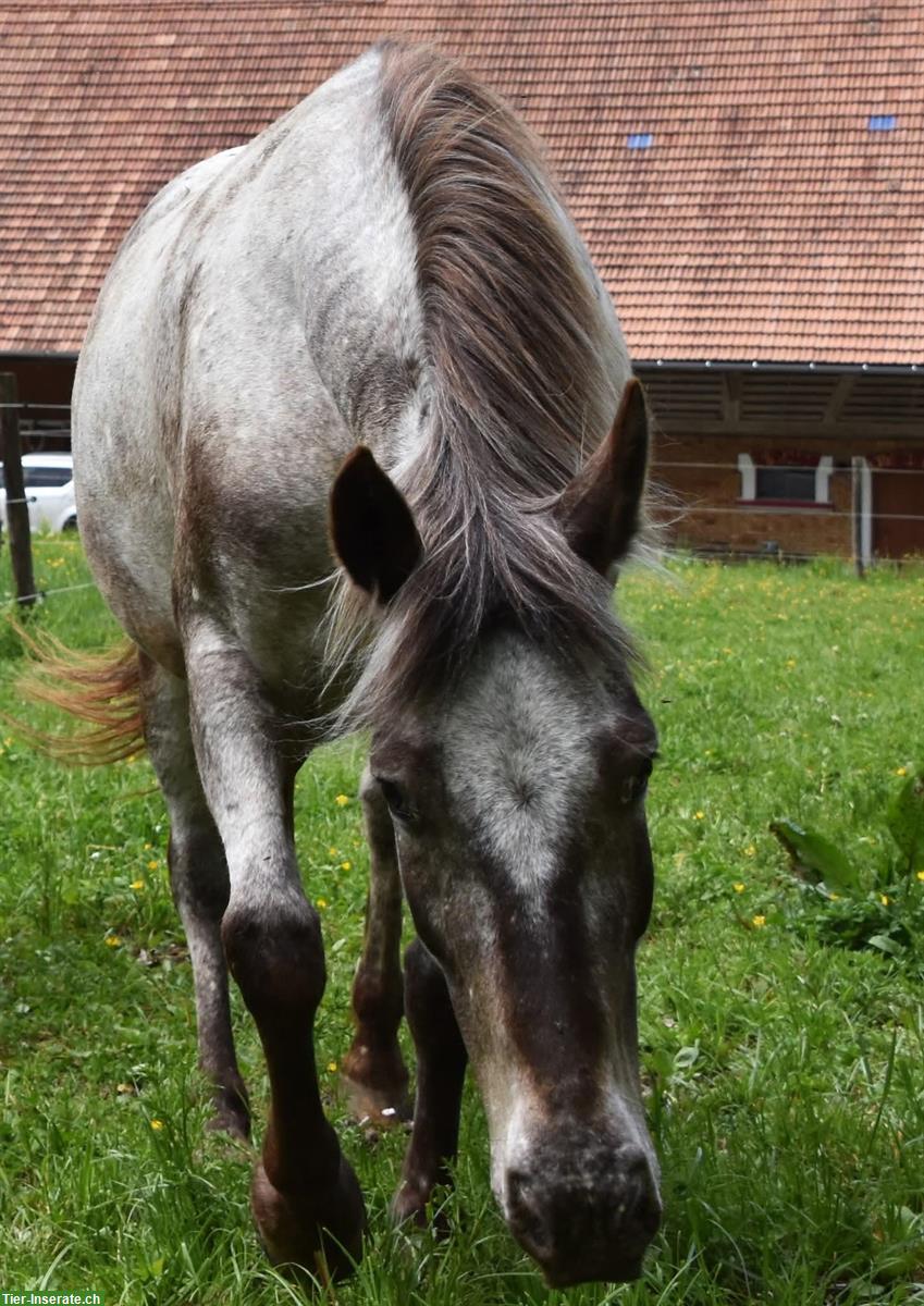 Bild 2: Westernfreizeit Tigerscheck-Pony Stute sucht Lebensplatz 🌸