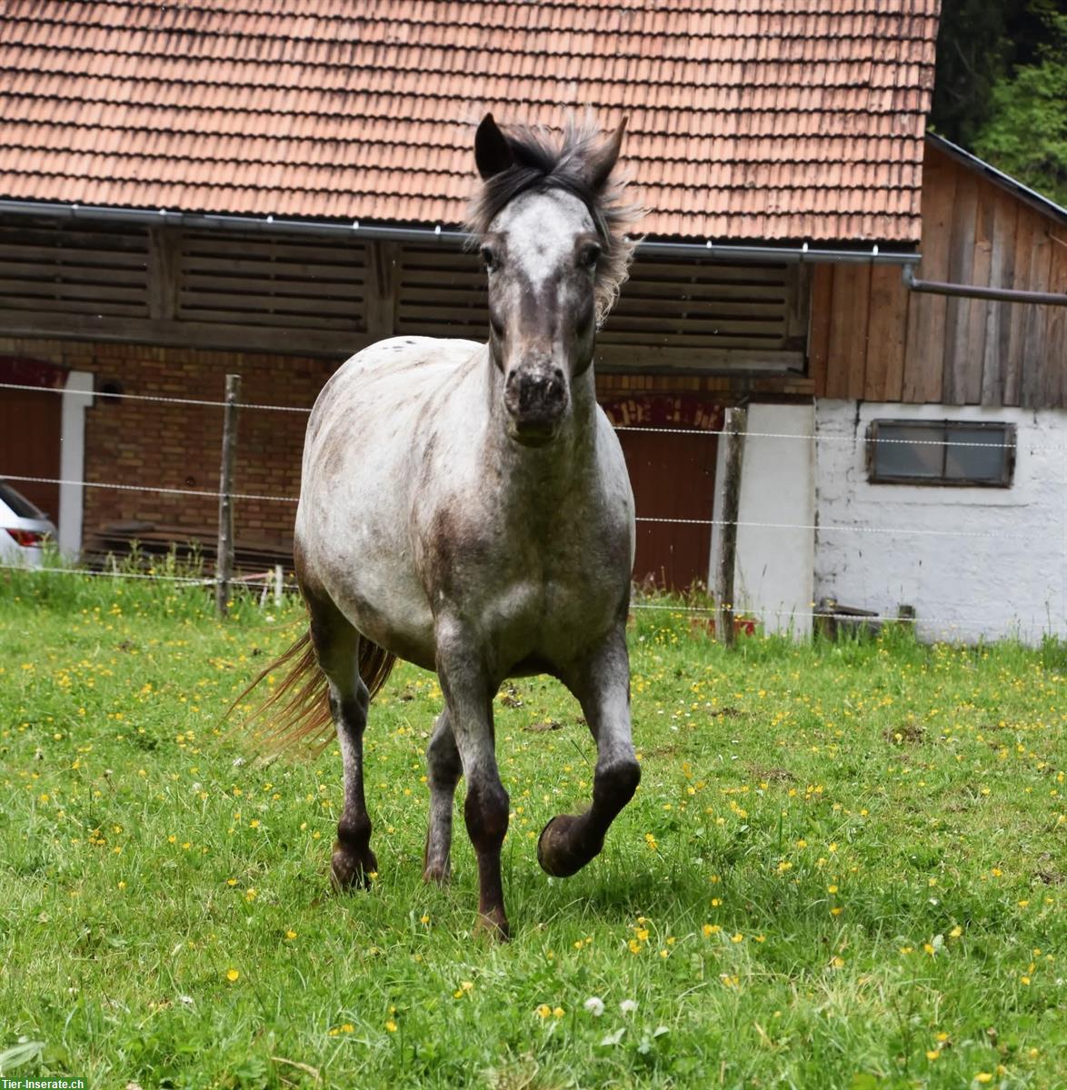 Bild 4: Westernfreizeit Tigerscheck-Pony Stute sucht Lebensplatz 🌸