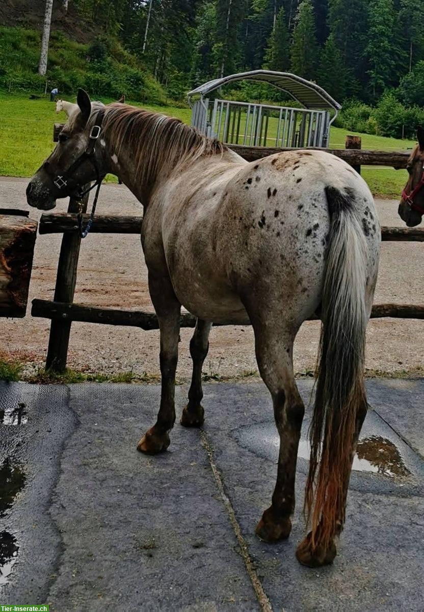 Bild 5: Westernfreizeit Tigerscheck-Pony Stute sucht Lebensplatz 🌸