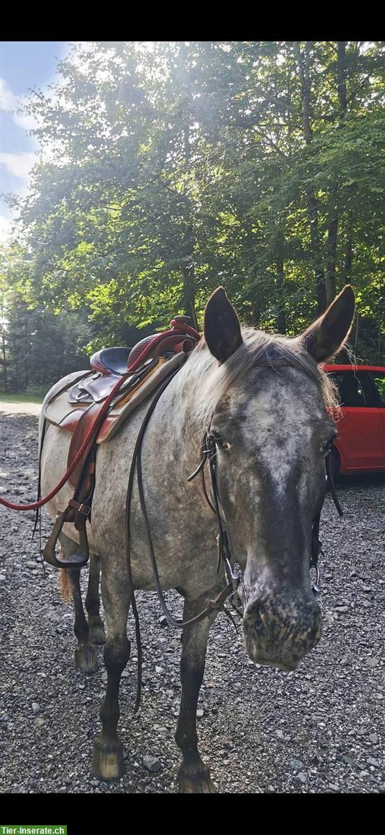 Bild 6: Westernfreizeit Tigerscheck-Pony Stute sucht Lebensplatz 🌸
