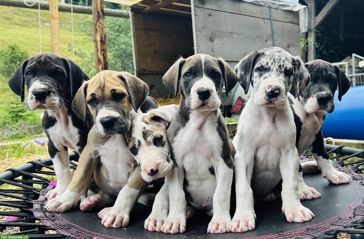 Deutsche Dogge Welpen suchen ein Zuhause