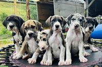 Deutsche Dogge Welpen suchen ein Zuhause