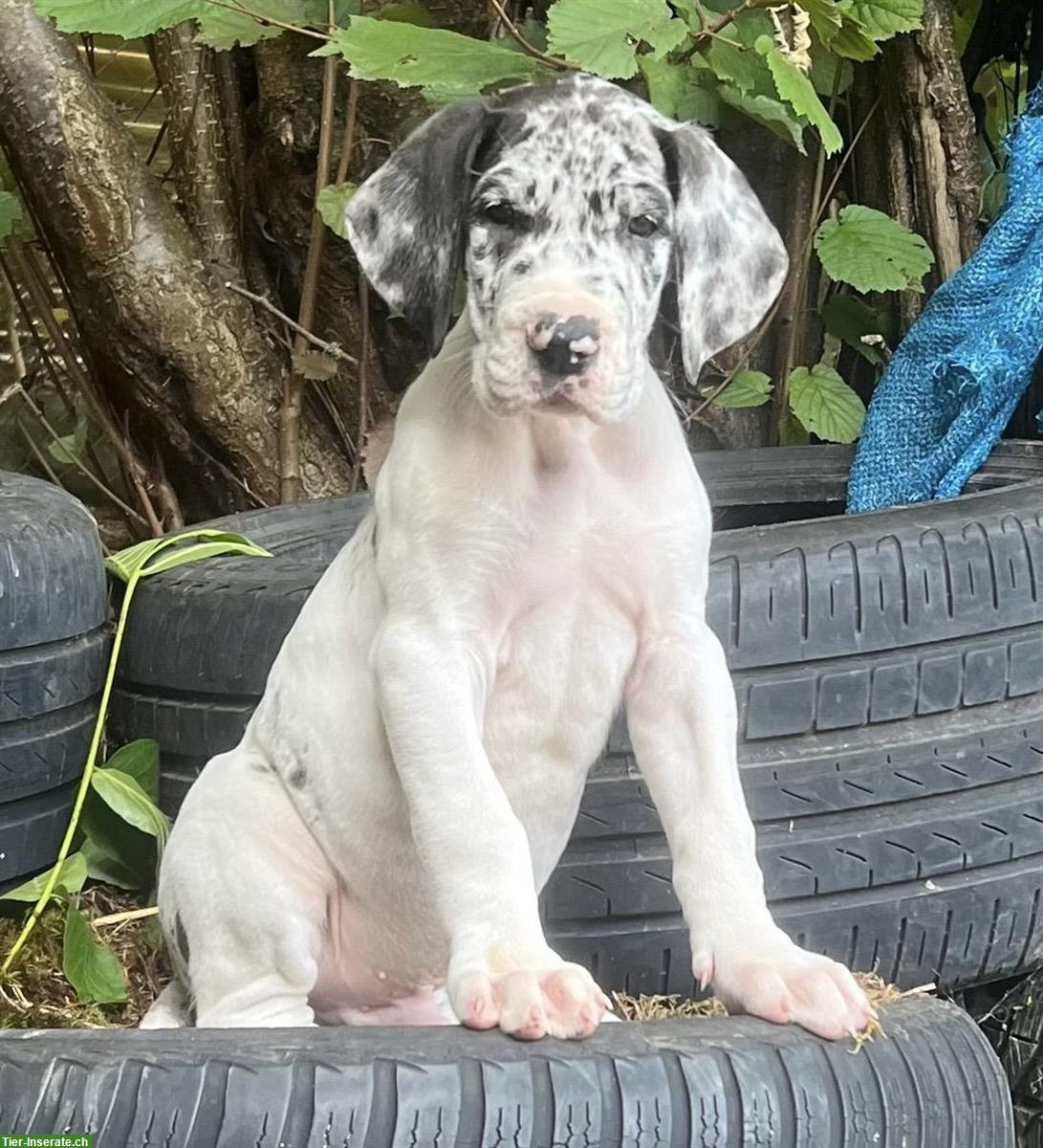 Bild 2: Deutsche Dogge Welpen suchen ein Zuhause
