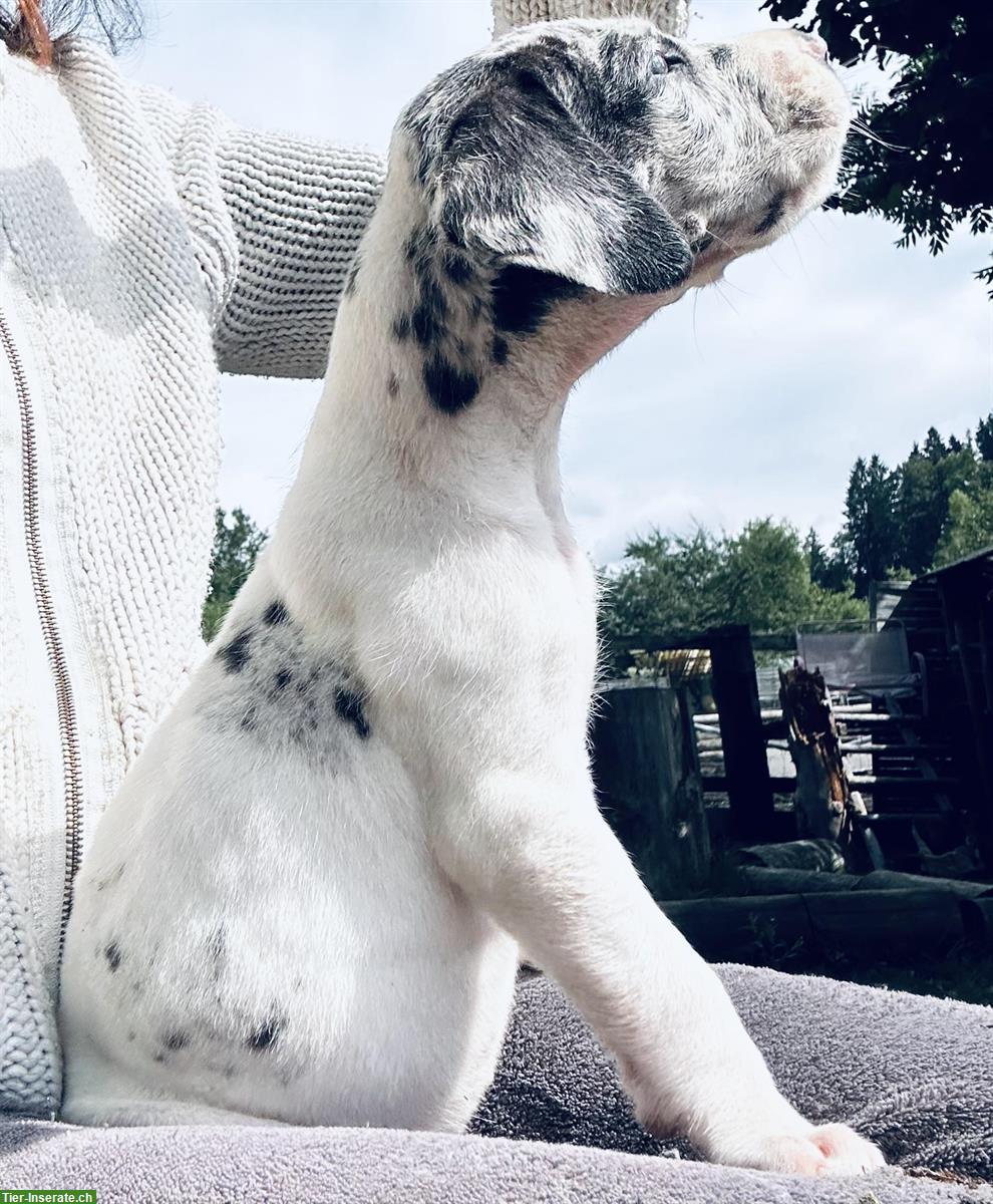 Bild 3: Deutsche Dogge Welpen suchen ein Zuhause