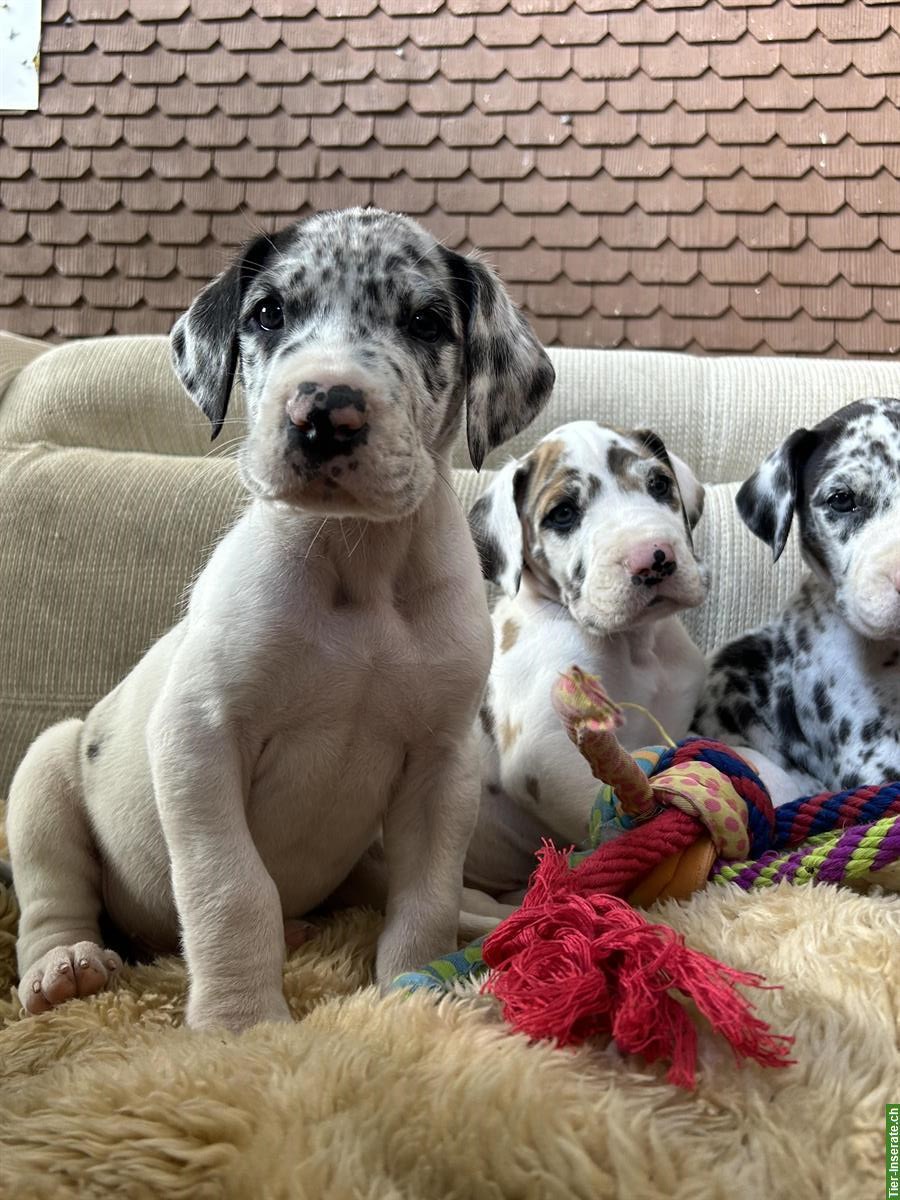 Bild 5: Deutsche Dogge Welpen suchen ein Zuhause