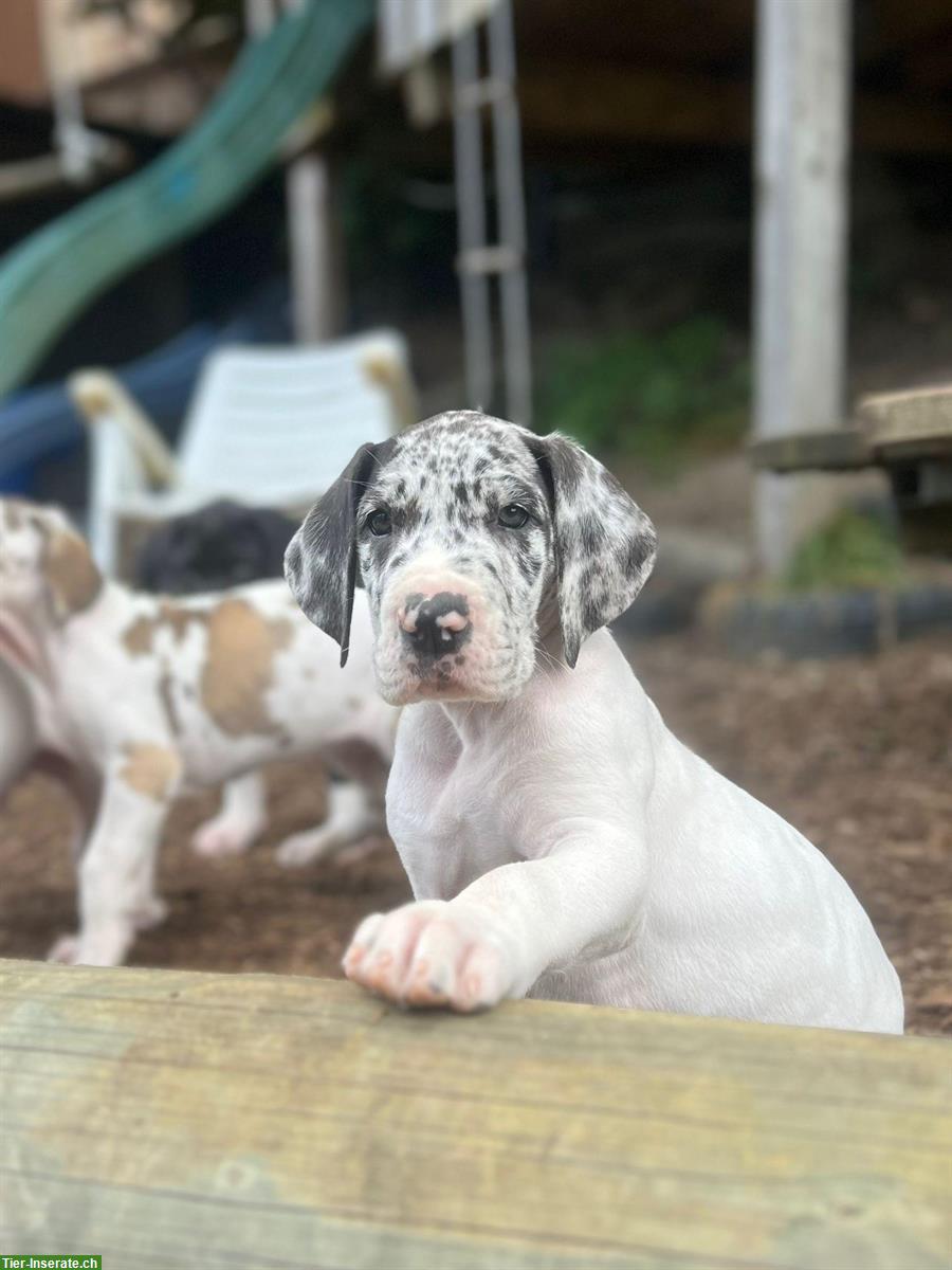 Bild 6: Deutsche Dogge Welpen suchen ein Zuhause