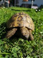 Griechische Landschildkröte sucht ein neues Zuhause