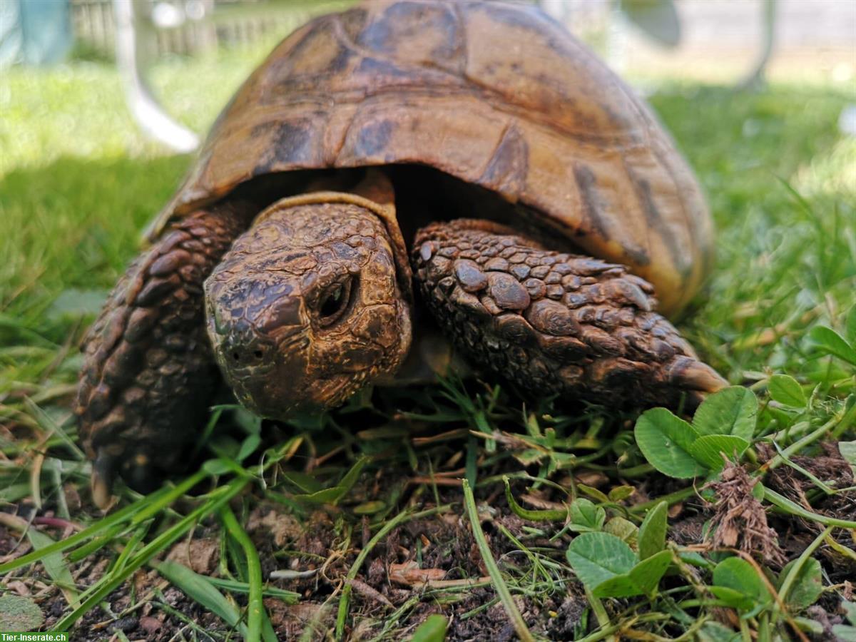 Bild 2: Griechische Landschildkröte sucht ein neues Zuhause