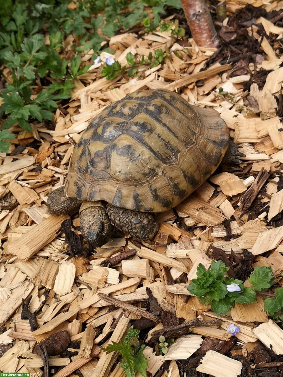 Bild 3: Griechische Landschildkröte sucht ein neues Zuhause
