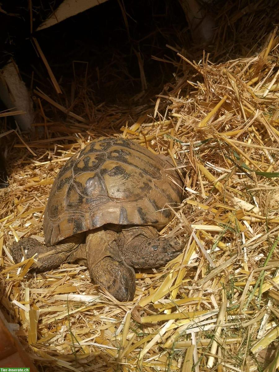 Bild 4: Griechische Landschildkröte sucht ein neues Zuhause