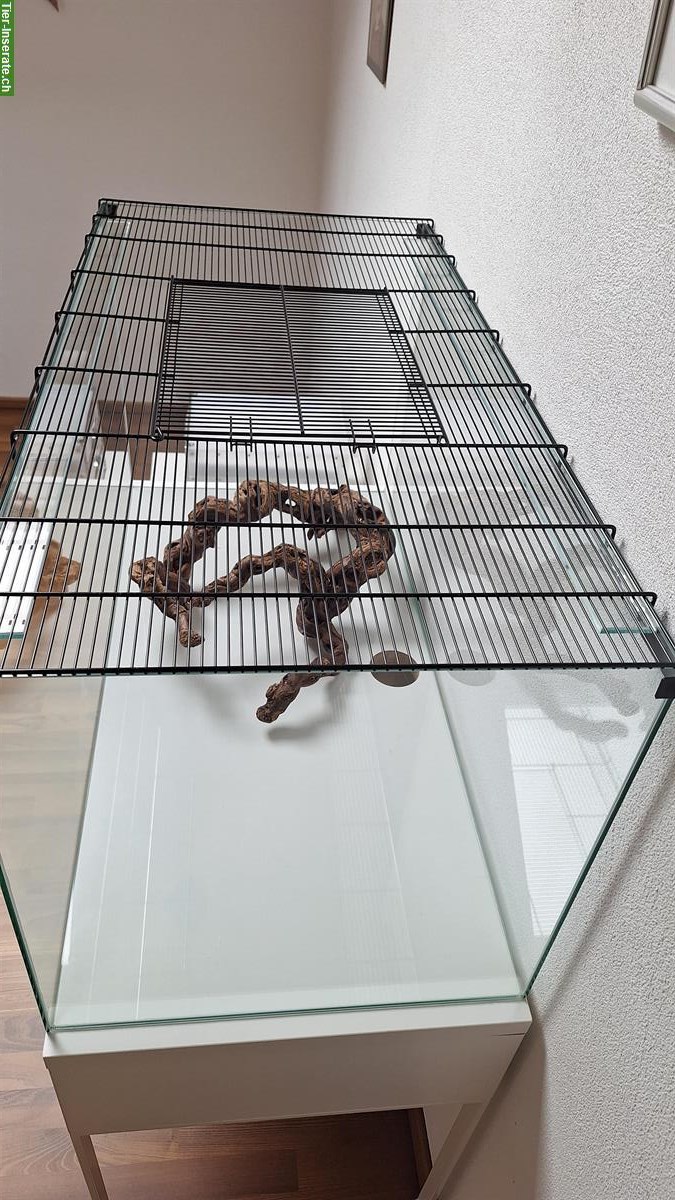 Nagerterrarium 100×50×50cm aus Glas zu verkaufen