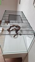 Nagerterrarium 100×50×50cm aus Glas zu verkaufen