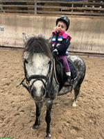 Sportliches Pony zu verkaufen