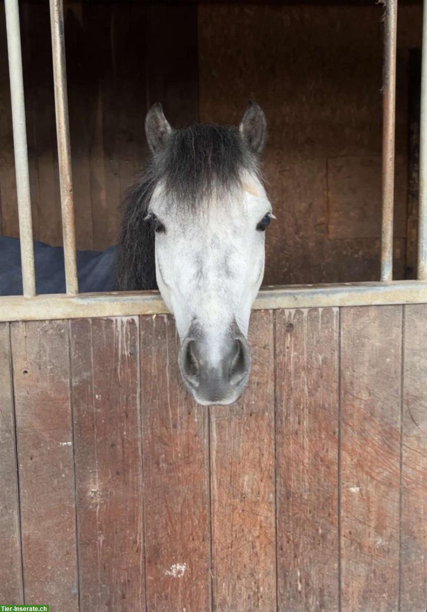 Bild 2: Sportliches Pony zu verkaufen