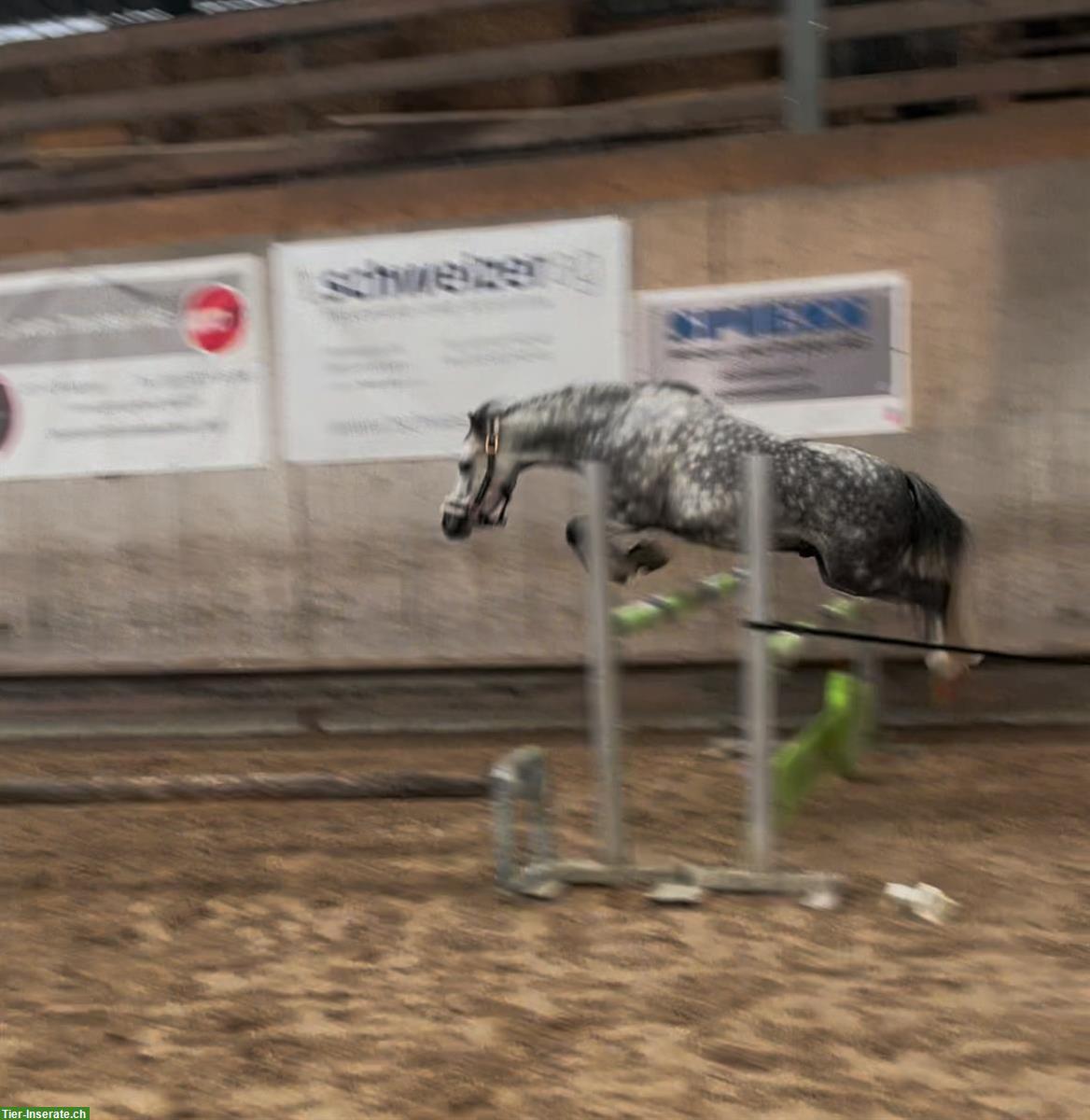 Bild 3: Sportliches Pony zu verkaufen