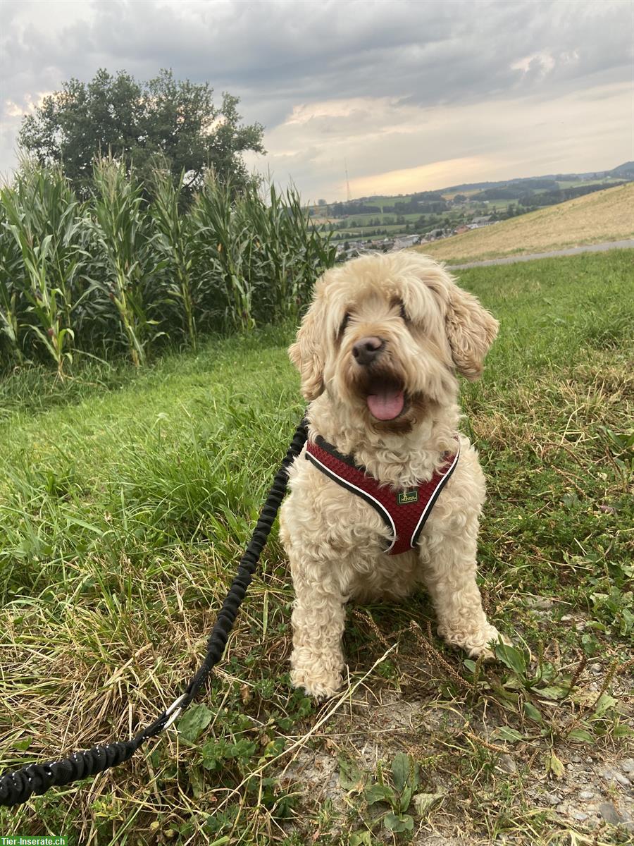 7-jährige Australian Labradoodle Hündin
