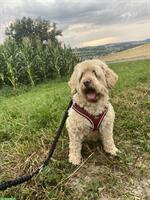 7-jährige Australian Labradoodle Hündin