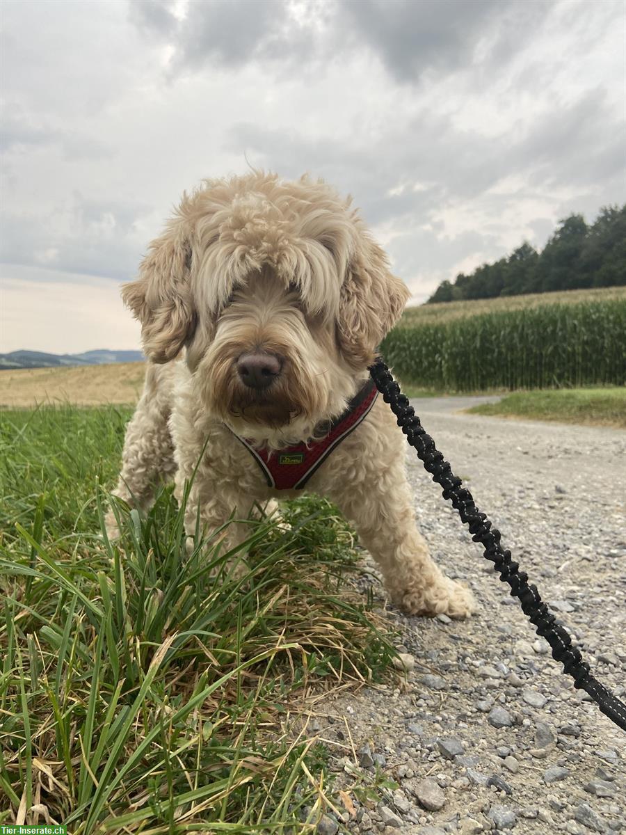 Bild 2: 7-jährige Australian Labradoodle Hündin