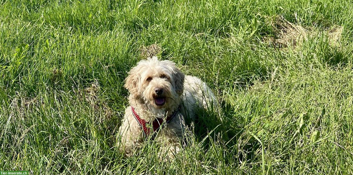 Bild 3: 7-jährige Australian Labradoodle Hündin