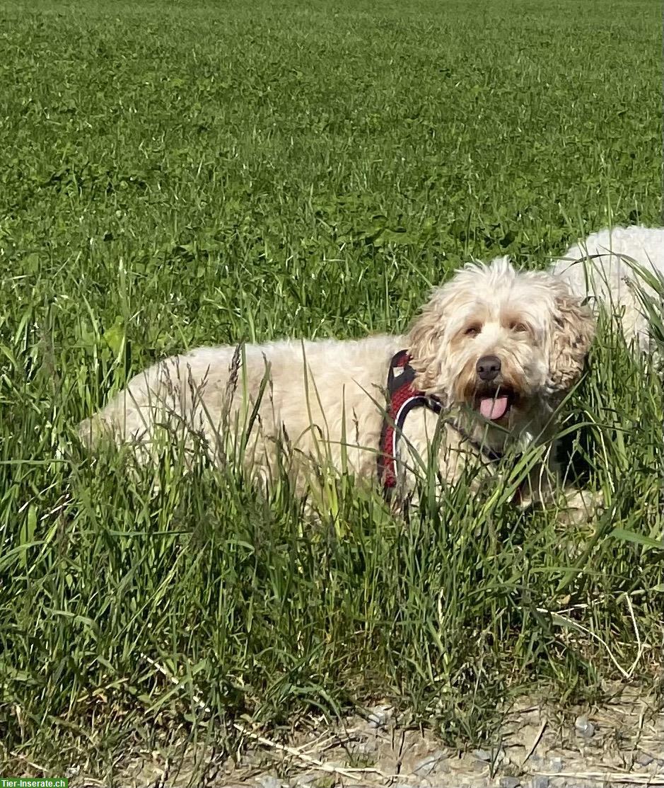 Bild 4: 7-jährige Australian Labradoodle Hündin