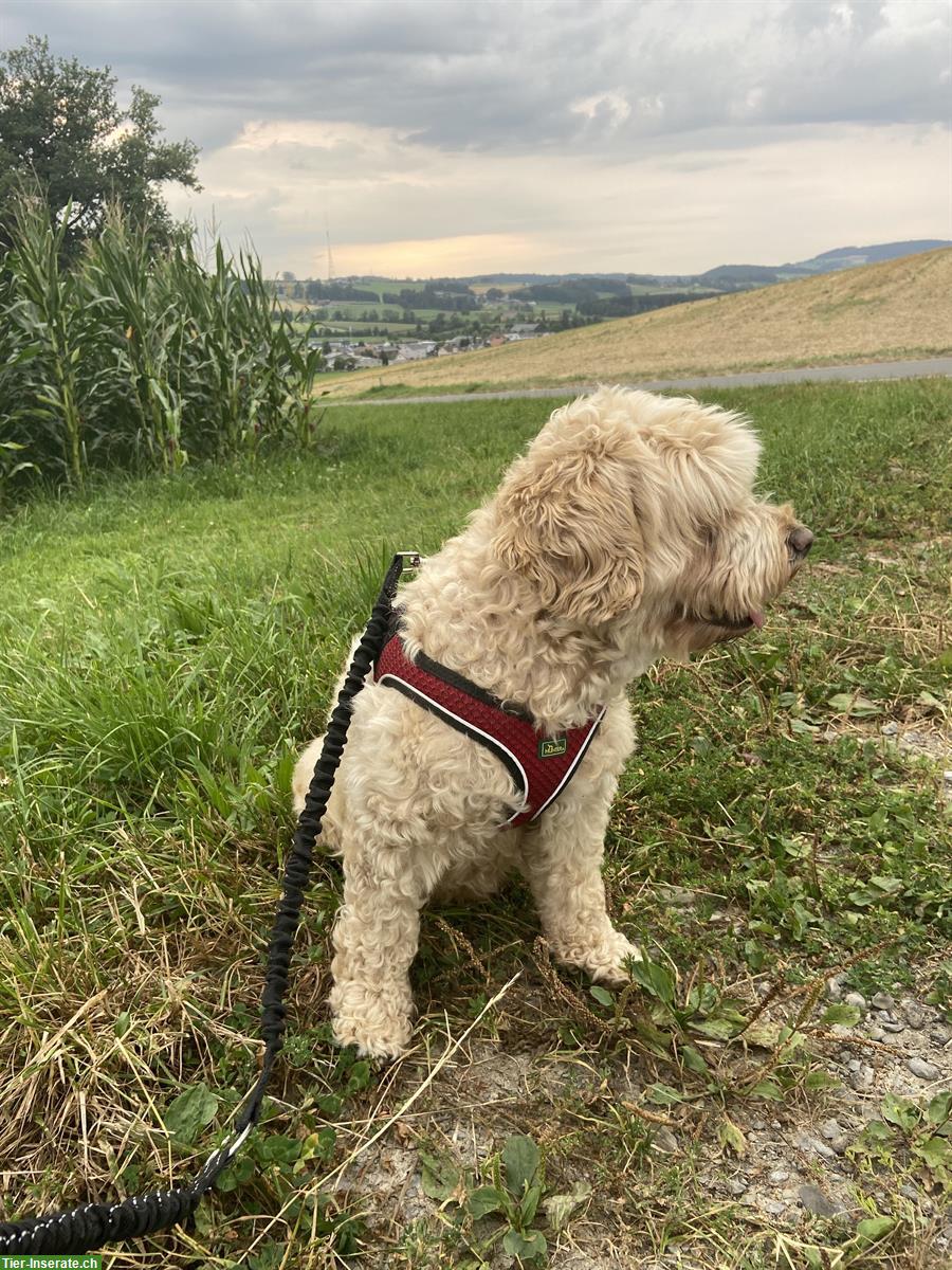 Bild 5: 7-jährige Australian Labradoodle Hündin