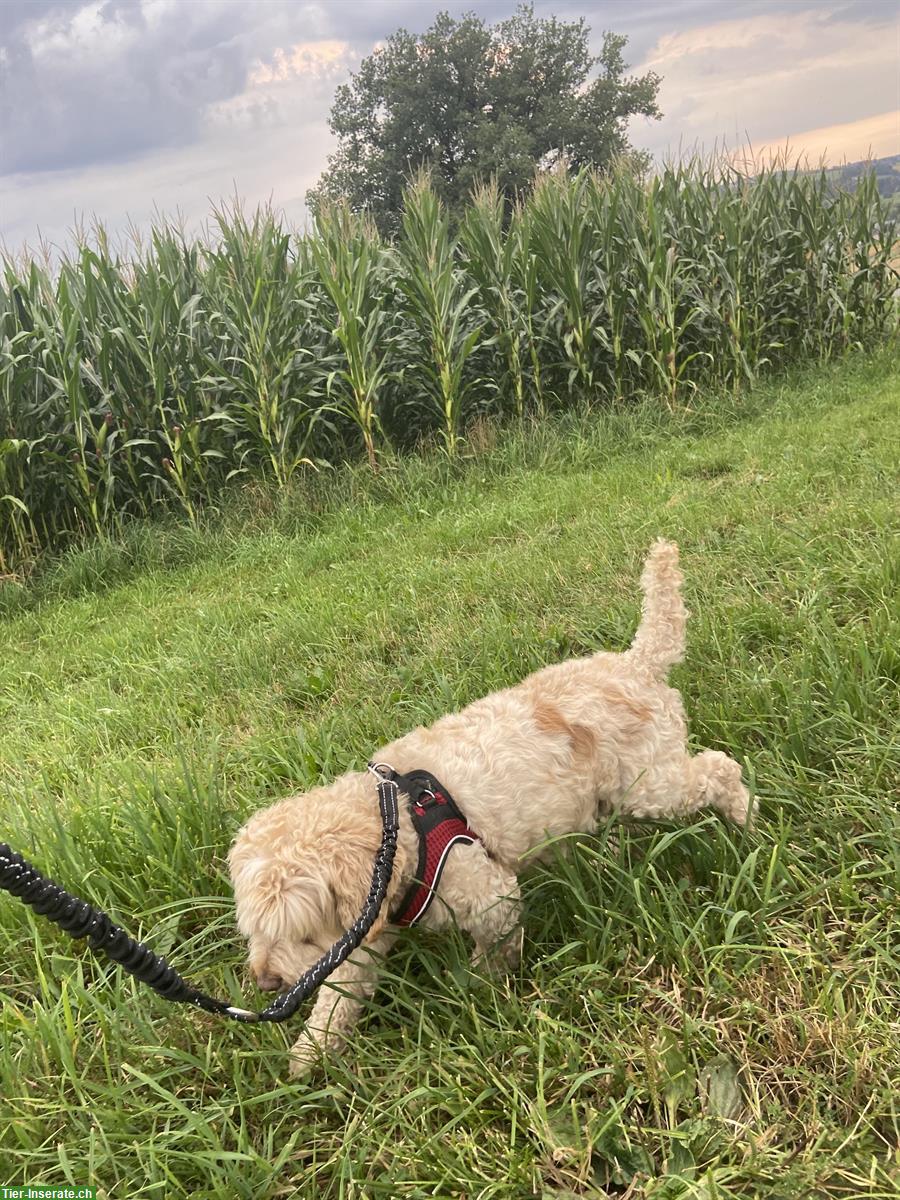 Bild 6: 7-jährige Australian Labradoodle Hündin