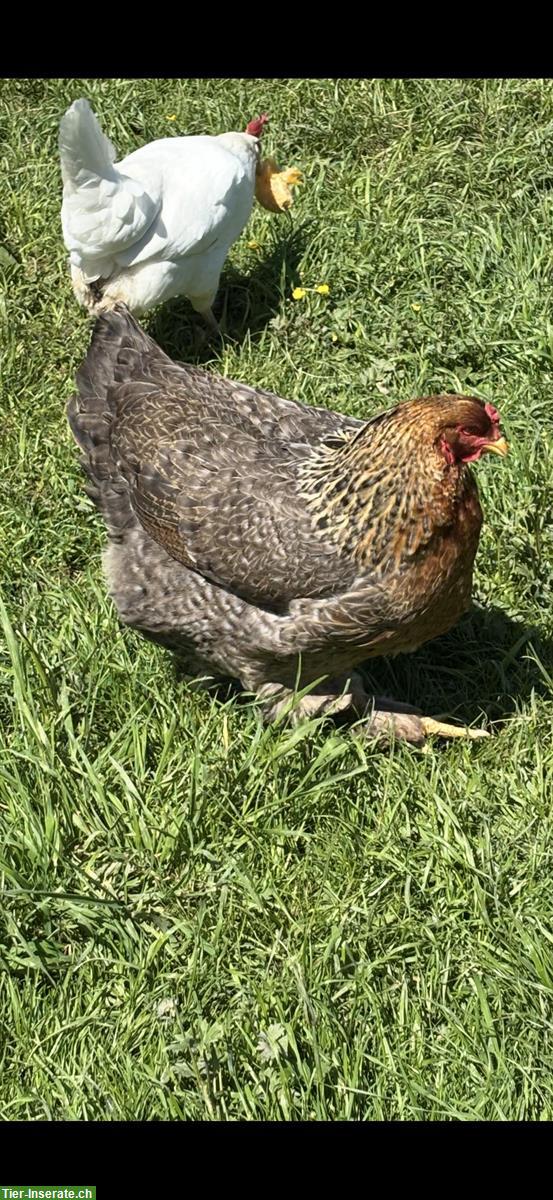 2 Brahma Hennen zu verkaufen
