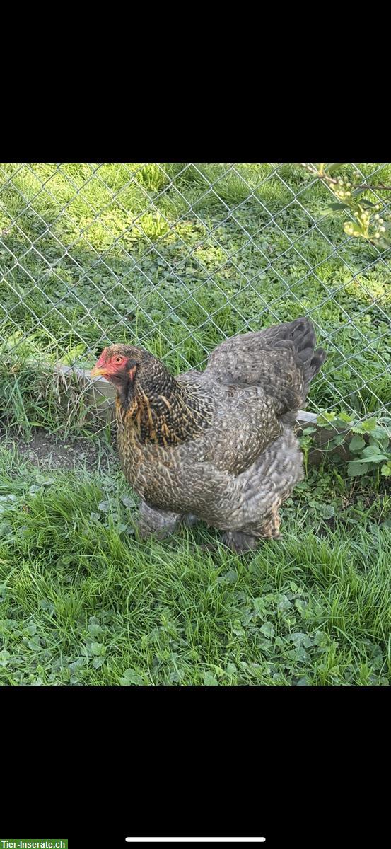 Bild 2: 2 Brahma Hennen zu verkaufen