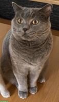 7-jähriger BKH Kater, kastriert sucht ein Zuhause